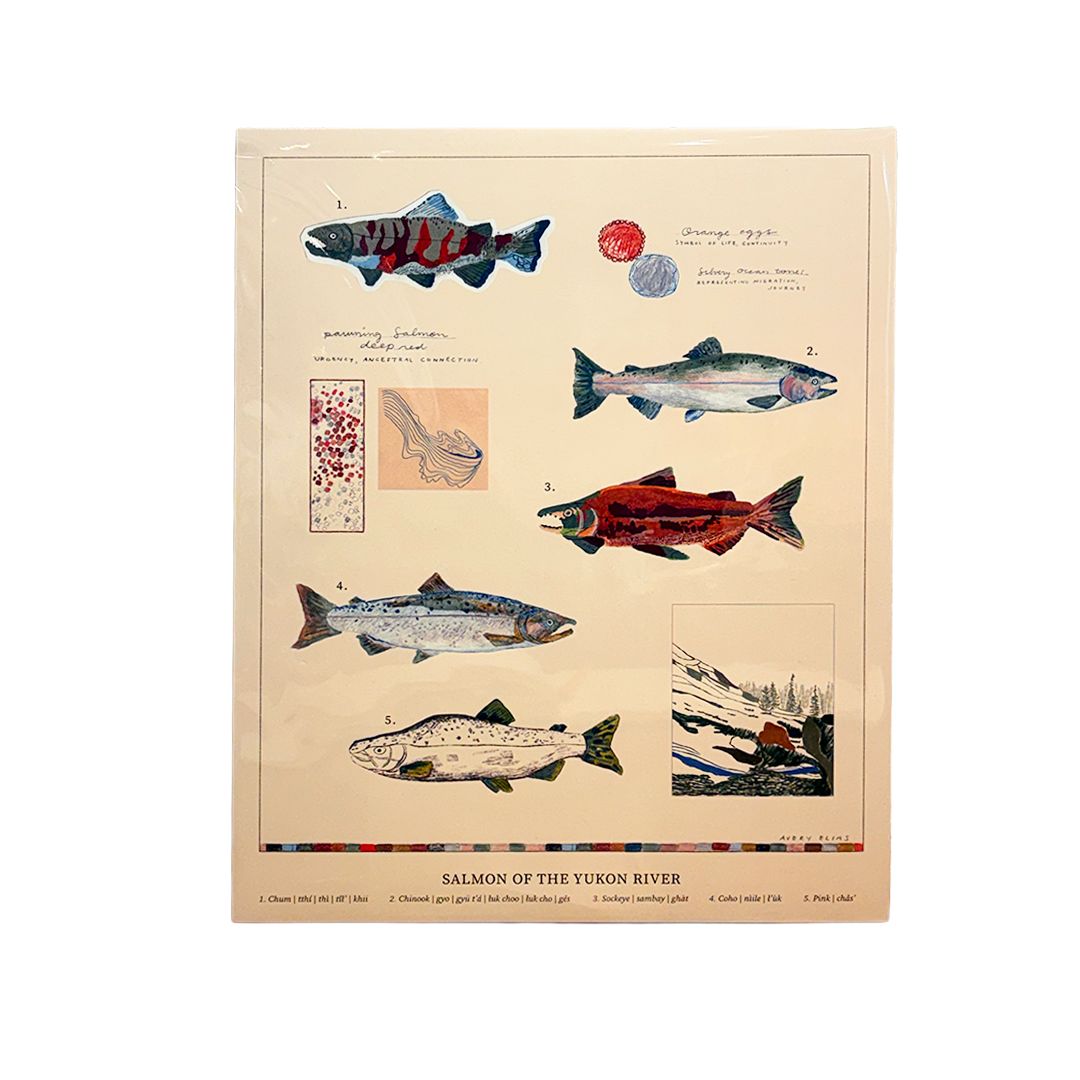 Print - Salmon of the Yukon River Poster