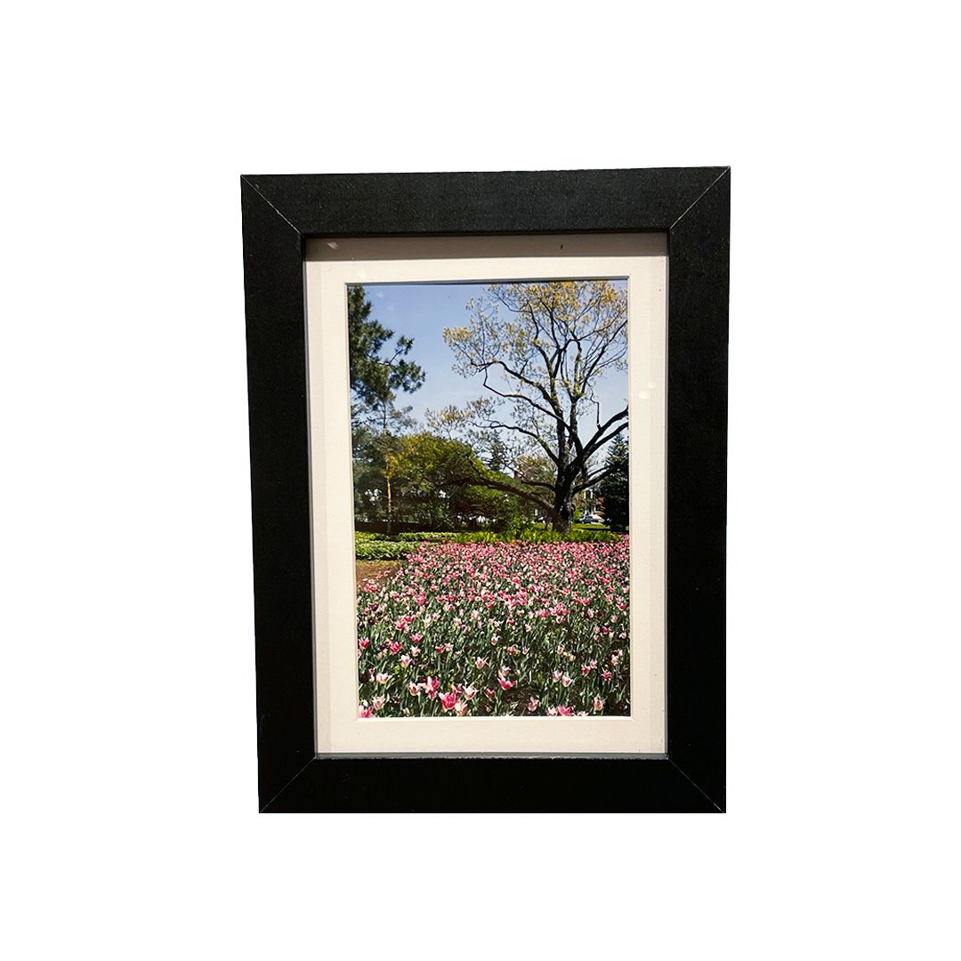 Tulip Festival