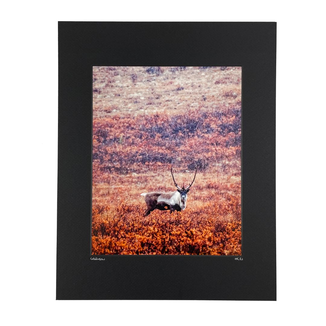 Photo - Caribou