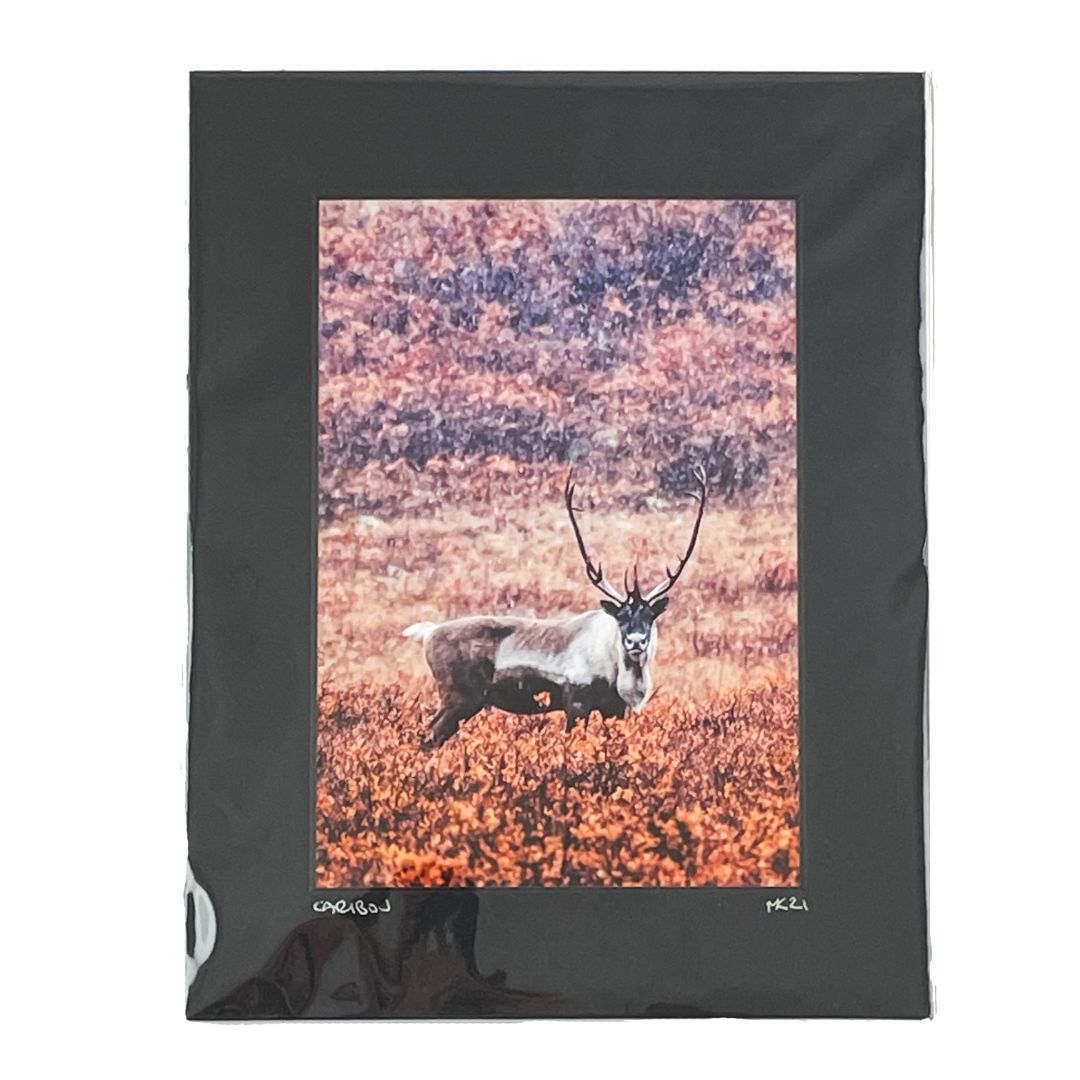 Photo - Caribou