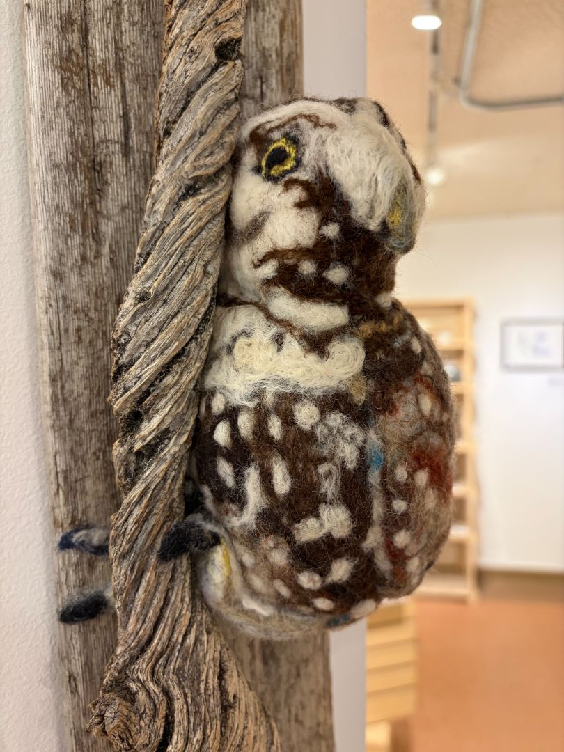 A Watching Boreal Owl