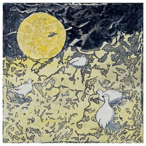 Full-moon Ptarmigan