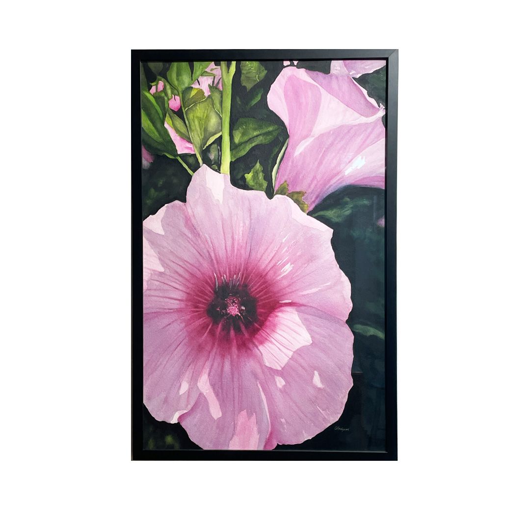 Lavatera