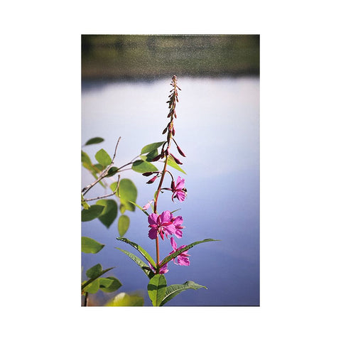 Lone Fireweed