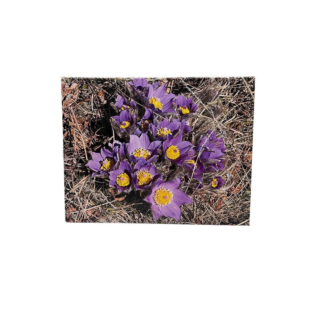 Sure Signs of Spring