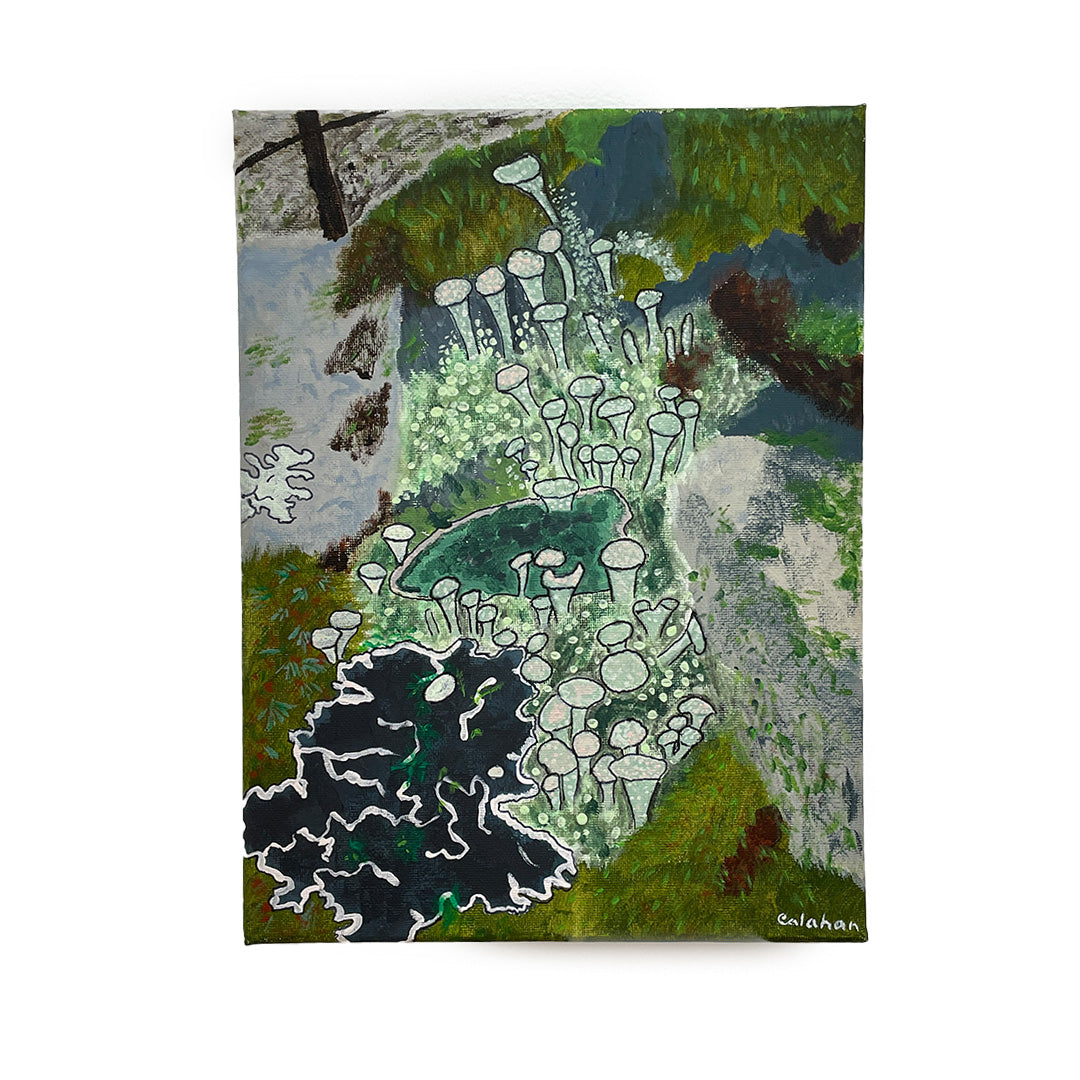 We Will Watch Over: Graveyard Lichens