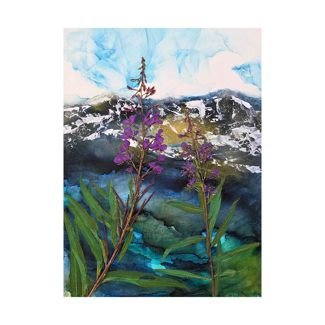 Fireweed's Pink Signal on the Blue Divide