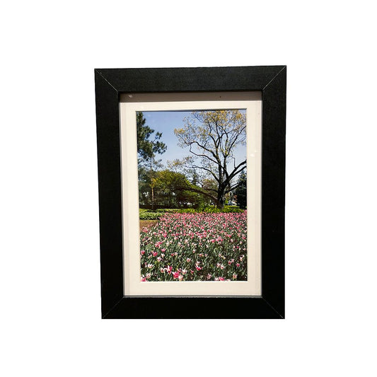 Tulip Festival