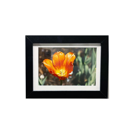 Tulip Festival 2
