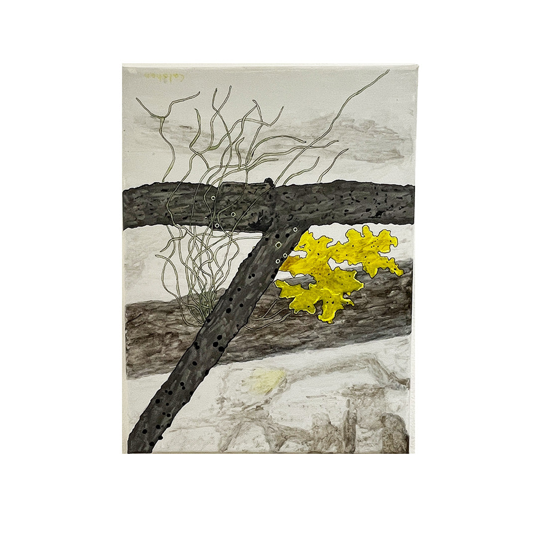 Hard to Miss if You Know Where to Look: Vulpicida Canadensis