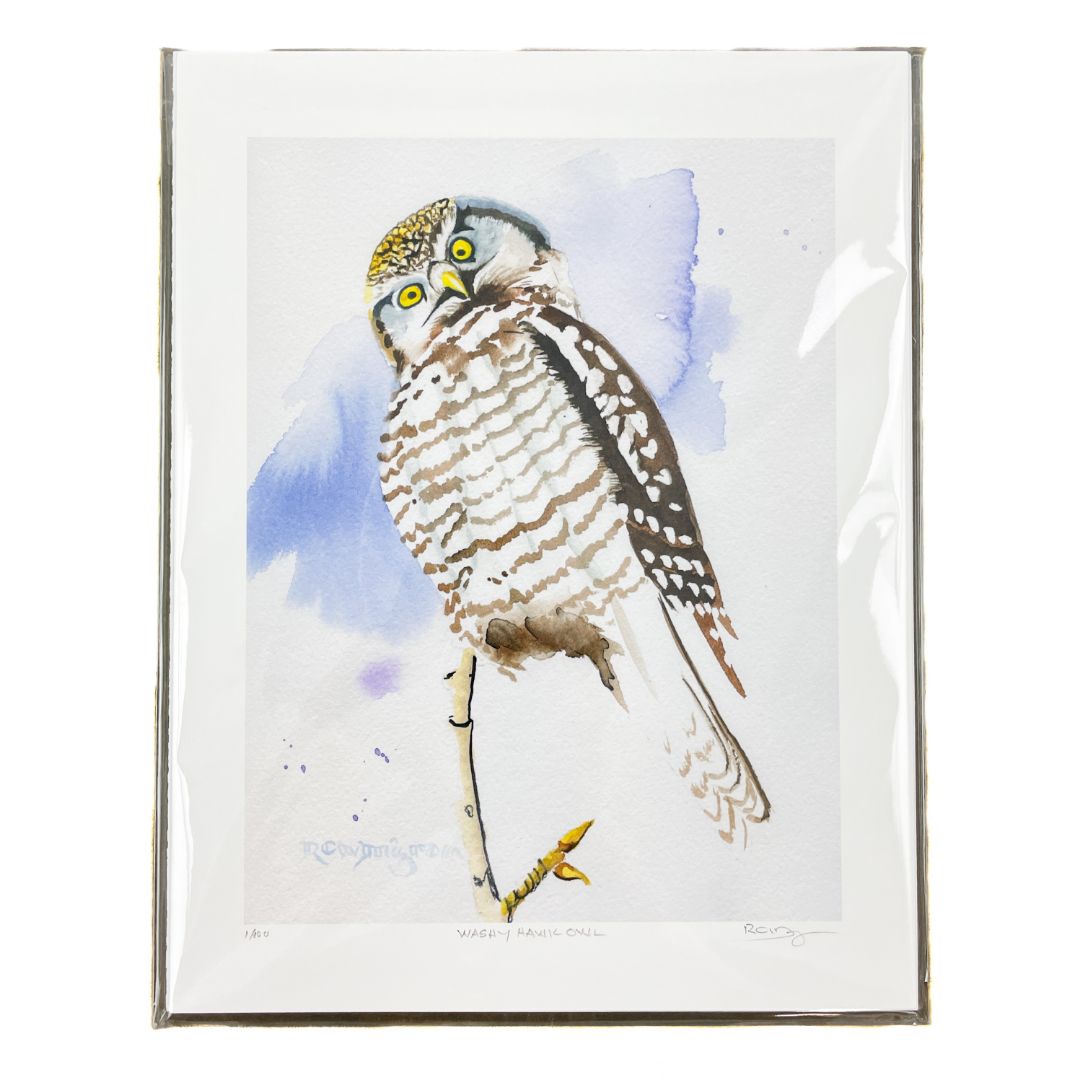 Washy Hawk Owl