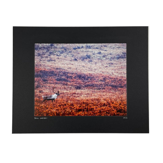 Photo - Bull Caribou