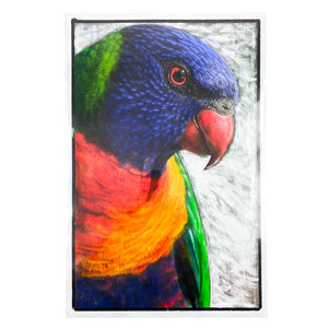 Rainbow Lorikeet