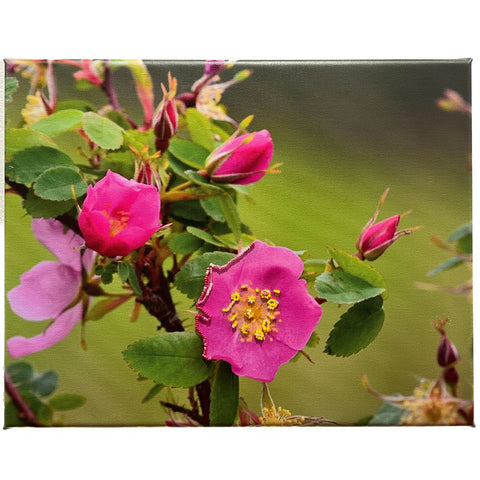 Yukon Wild Rose