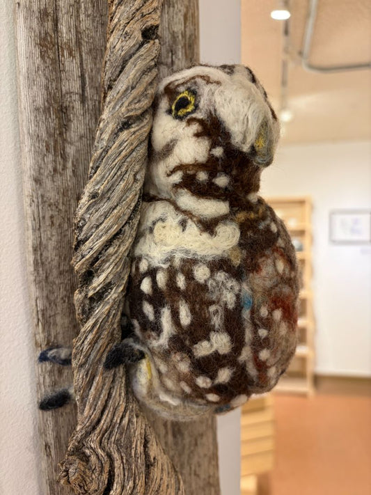 A Watching Boreal Owl