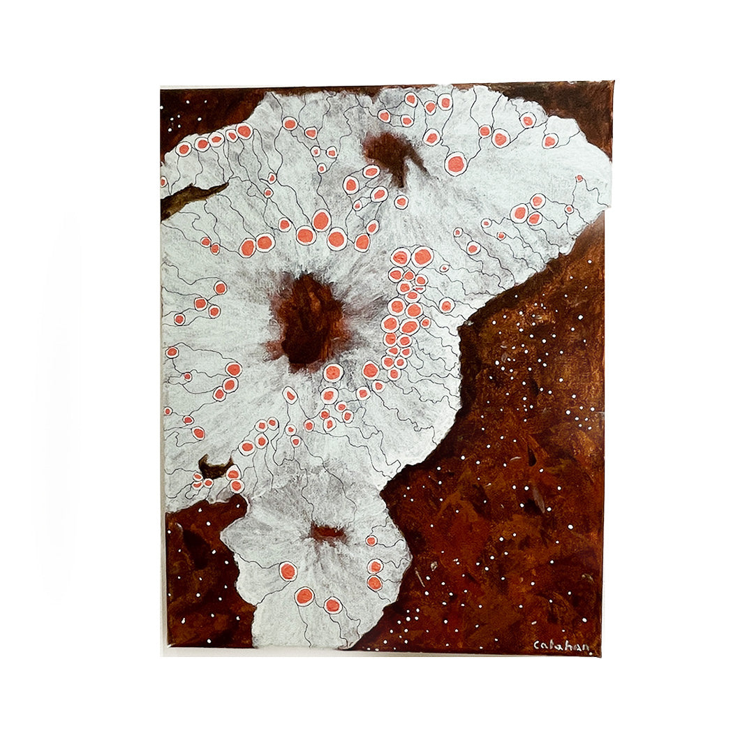Some Find Me Uncomfortable: Placopsis Labii