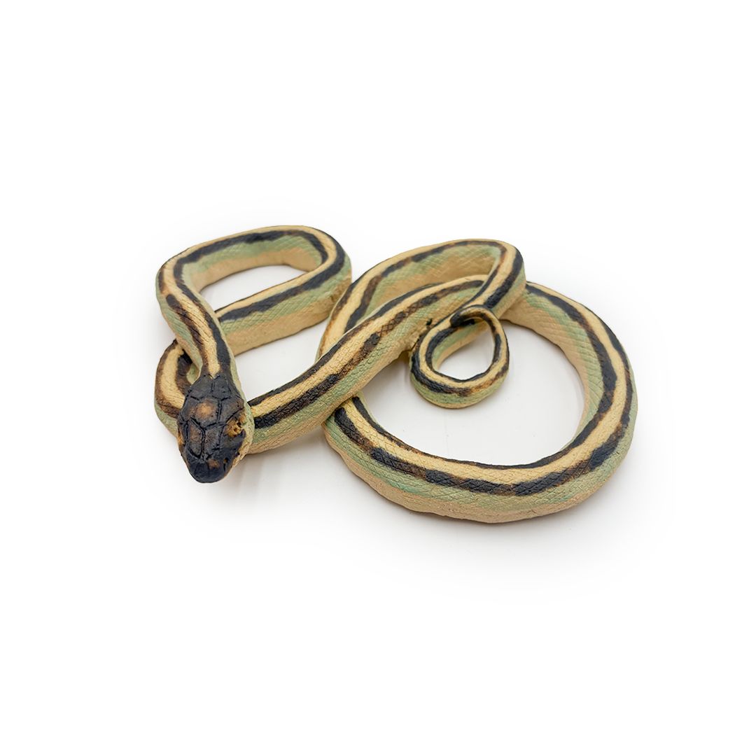 Garter Snakes