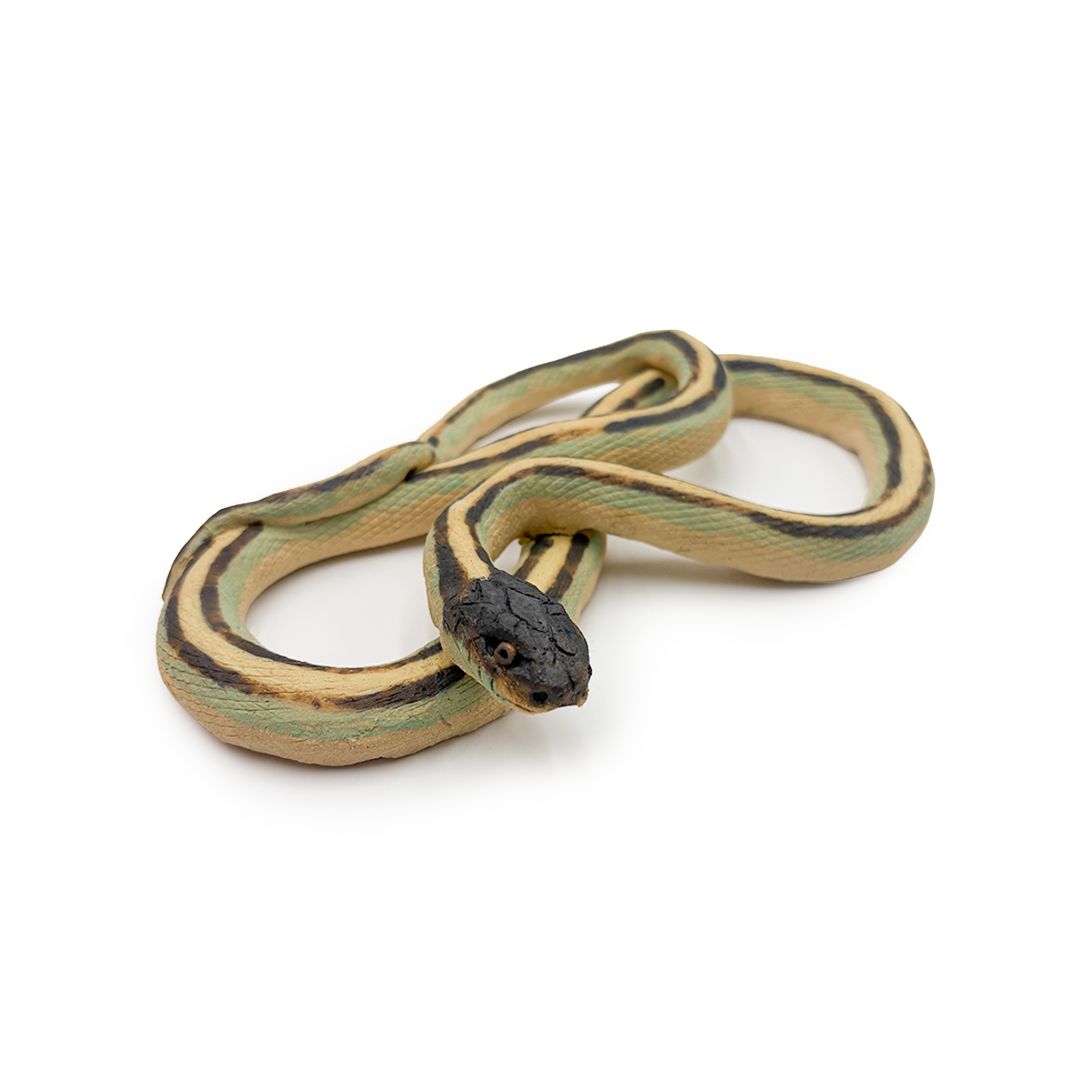 Garter Snakes