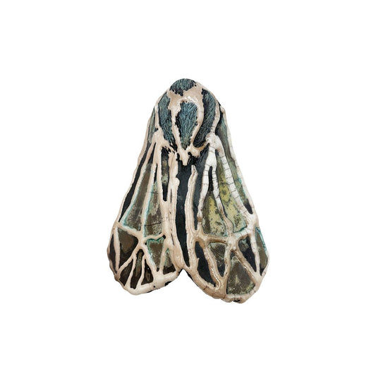 Striped Tiger Moth