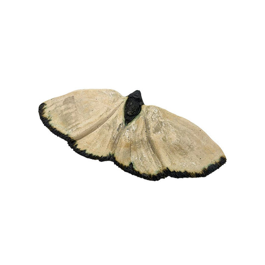Wave Moth