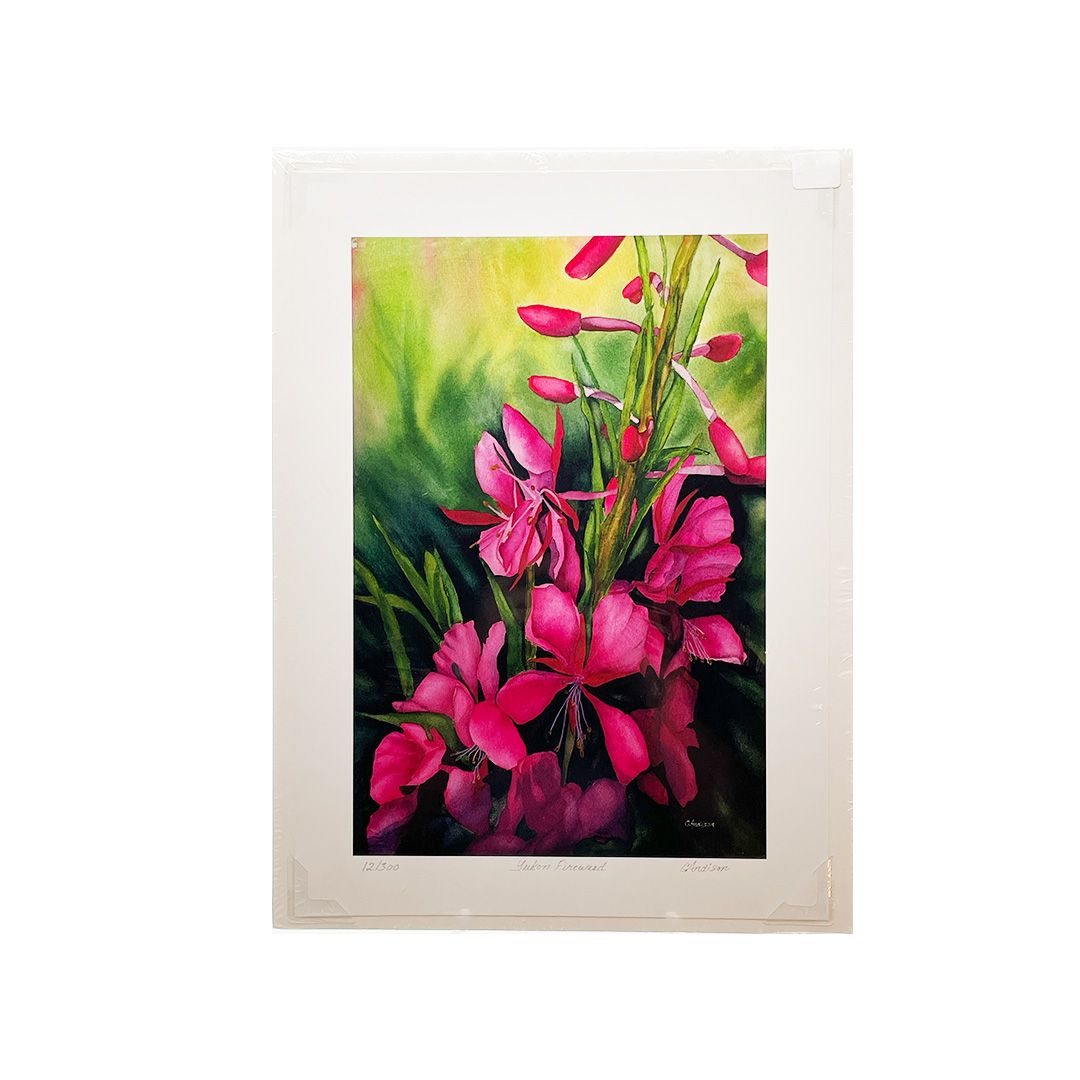 Print - Yukon Fireweed 11.5" x 16"