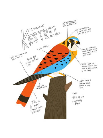 Print - American Kestrel