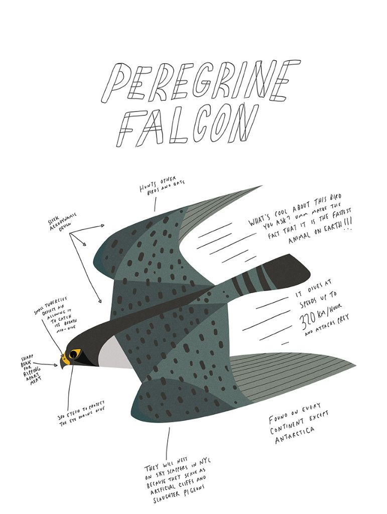 Print - Peregrine Falcon