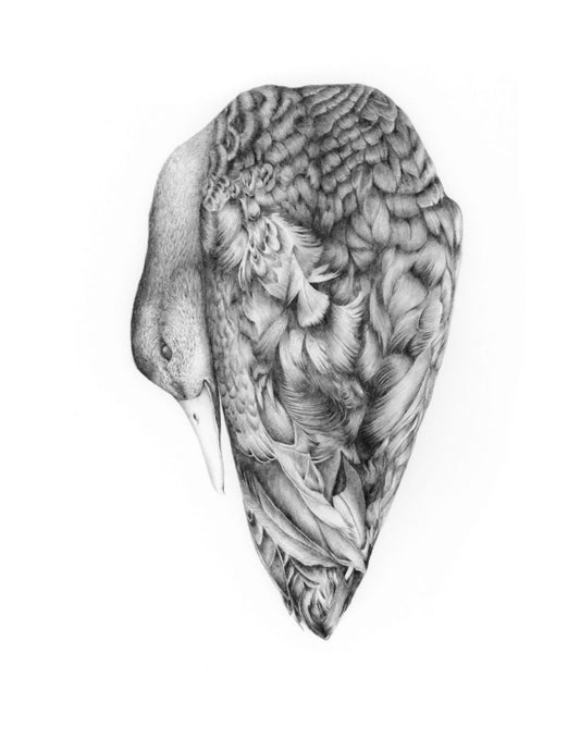 Print - Duck One (8.5"x11")