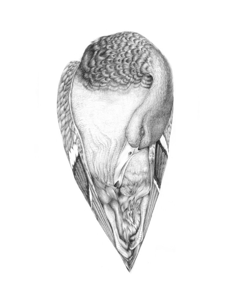 Print - Duck Two (13"x19")