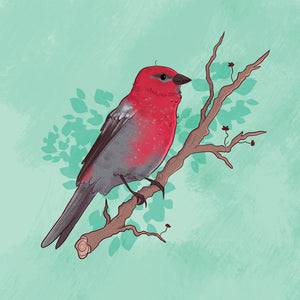 Card - Pine Grosbeak