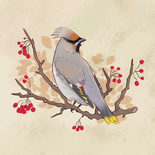 Card - Bohemian Waxwing