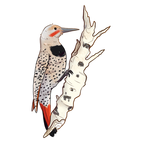 Yukon Bird Stickers - Singles