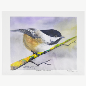 Print - Steve's Chickadee