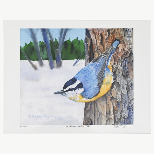 Print - Winter Nuthatch