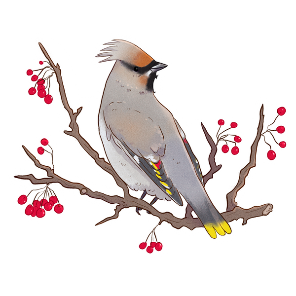 Yukon Bird Stickers - Singles