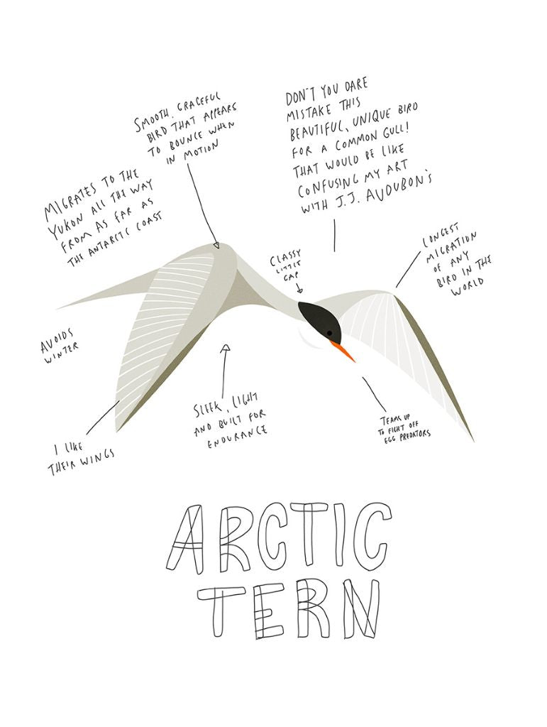 Print - Arctic Tern