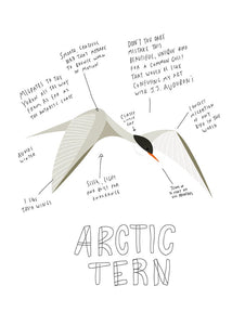 Print - Arctic Tern