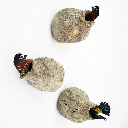 Cliff Swallow Nest (Individual)