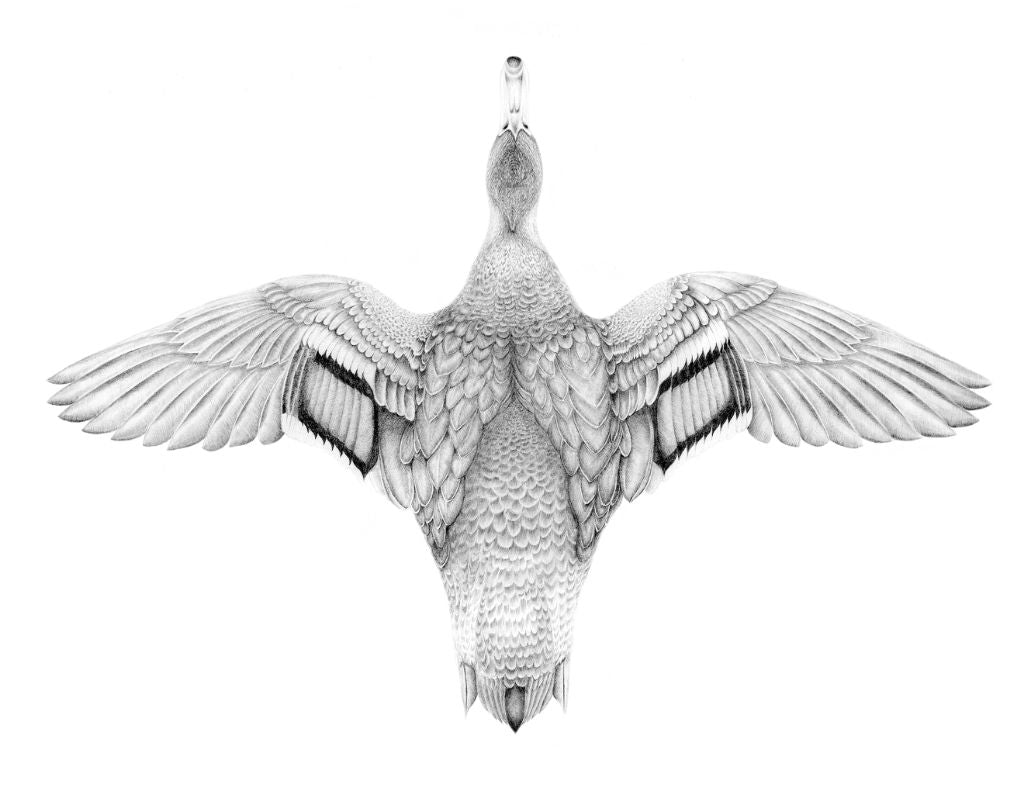 Print - Flying Duck (19"x13")